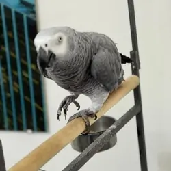 Very Young Baby African Grey