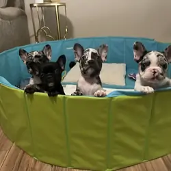 French bulldog