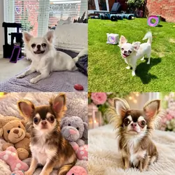 Registered Chihuahua Puppies.