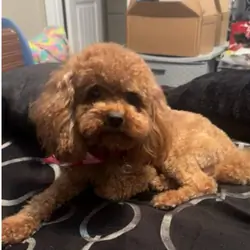 Set male and female 4yr old poodles