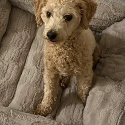 Male Bichon Frise–Poodle Mix