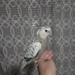 Female cockatiels