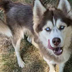 F 1yr Red/White Siberian Husky