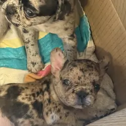 French Bulldogs