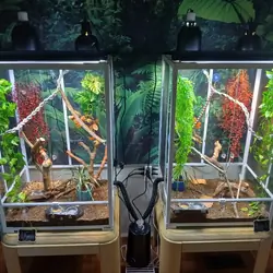 Gargoyle geckos