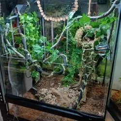 Crested gecko