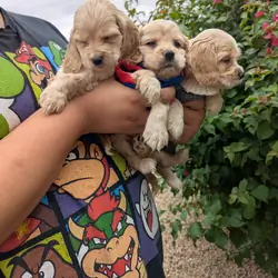 English Cocker Spaniels