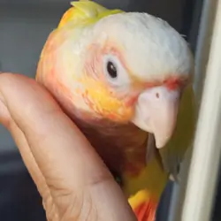 Sun Cheek Conures