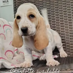 Basset hounds
