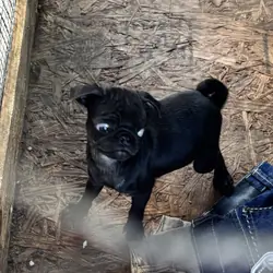 Puppy pug