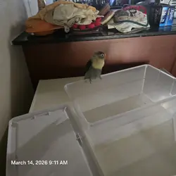Fischer's Love bird