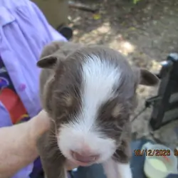 Aussie puppy
