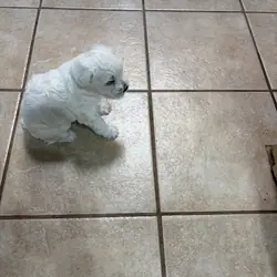 Mini Schnauzer