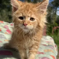 Tica Red Mainecoon kitten