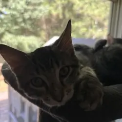 Kittens