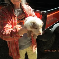 Rare red merle australian shepperd  AUSSIE