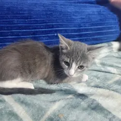 Litter of kittens