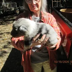 Blue MERLE Australian shepperd  AUSSIE