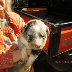 Blue MERLE Australian shepperd  AUSSIE