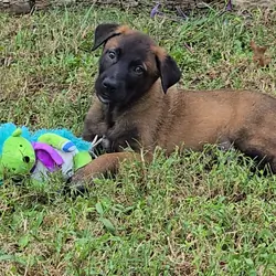 Belgian malinois puppies