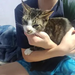 Young tabby