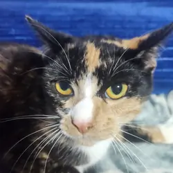 Young torti