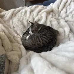 Kitten