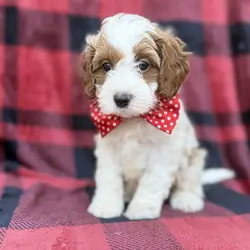 Duke