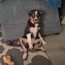 Beautiful American Shepard ( Miniature Australian)