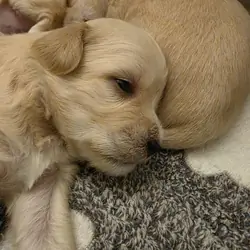 Maltese chuhuahua pups