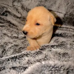 Blaze-Husky/German Shepherd