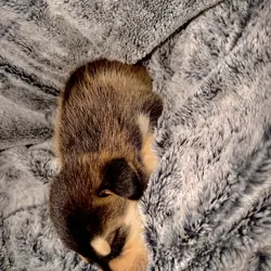 Cinder- Husky/German Shepherd