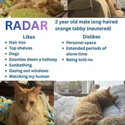 Long-haired orange tabby