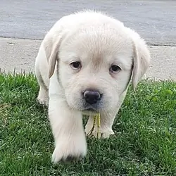 Dixie – Labrador Retriever puppy