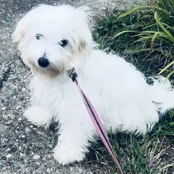 Puppy Maltese female
