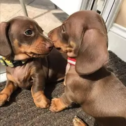 Miniature Dachshund Puppies For New Homes