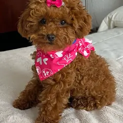 Toy Poodle Puppies