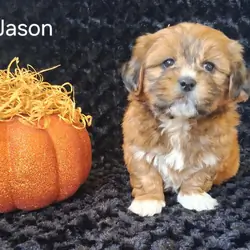 Jason