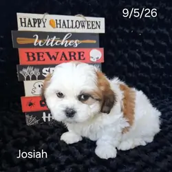Josiah