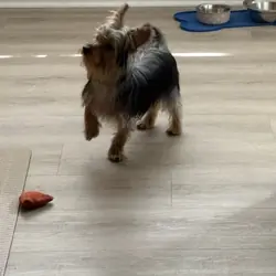 Male Yorkie
