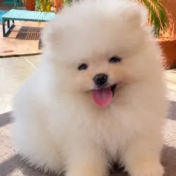 Pomeranian Puppies Available