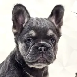 Angel – French Bulldog puppy