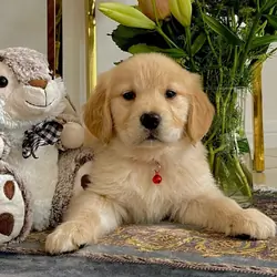 Golden Retriever Puppies