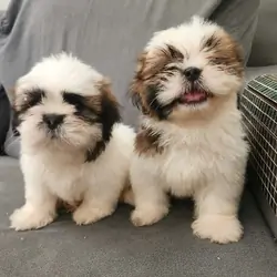 Shih Tzu Puppies available