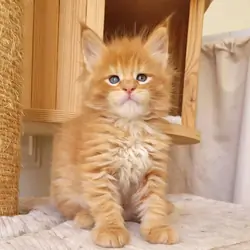 Male and Female Maine Coon kittens