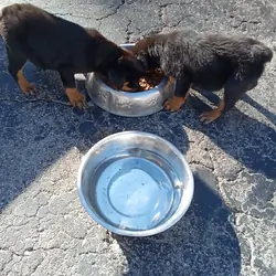 Rottweiler puppies