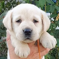 Juliette Binoche – Labrador Retriever puppy