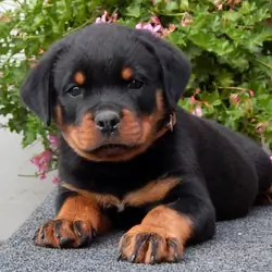 Tom Rottweiler Litter