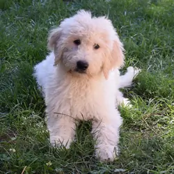 Bobby Golden doodle