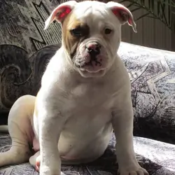 American bulldog